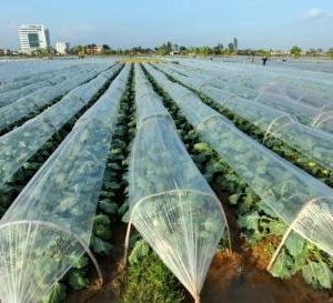 Cuộn nilon, cuộn ni lông che phủ giá rẻ nhất tại Hà Nội và toàn miền Bắc